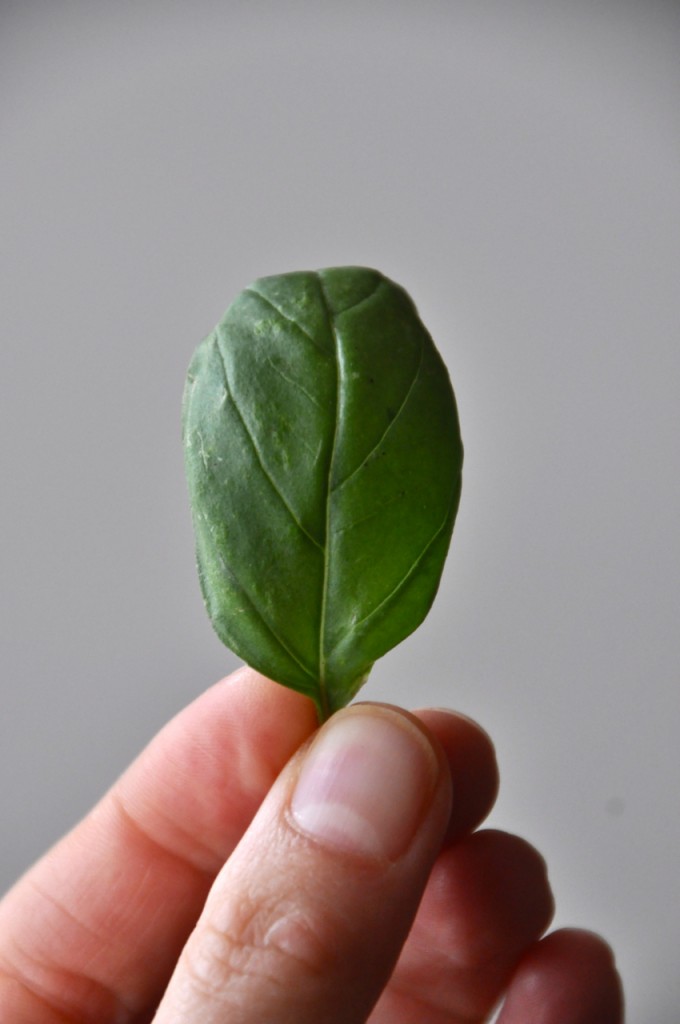 peanut butter basil sandwich5 Holding up a fresh basil leaf