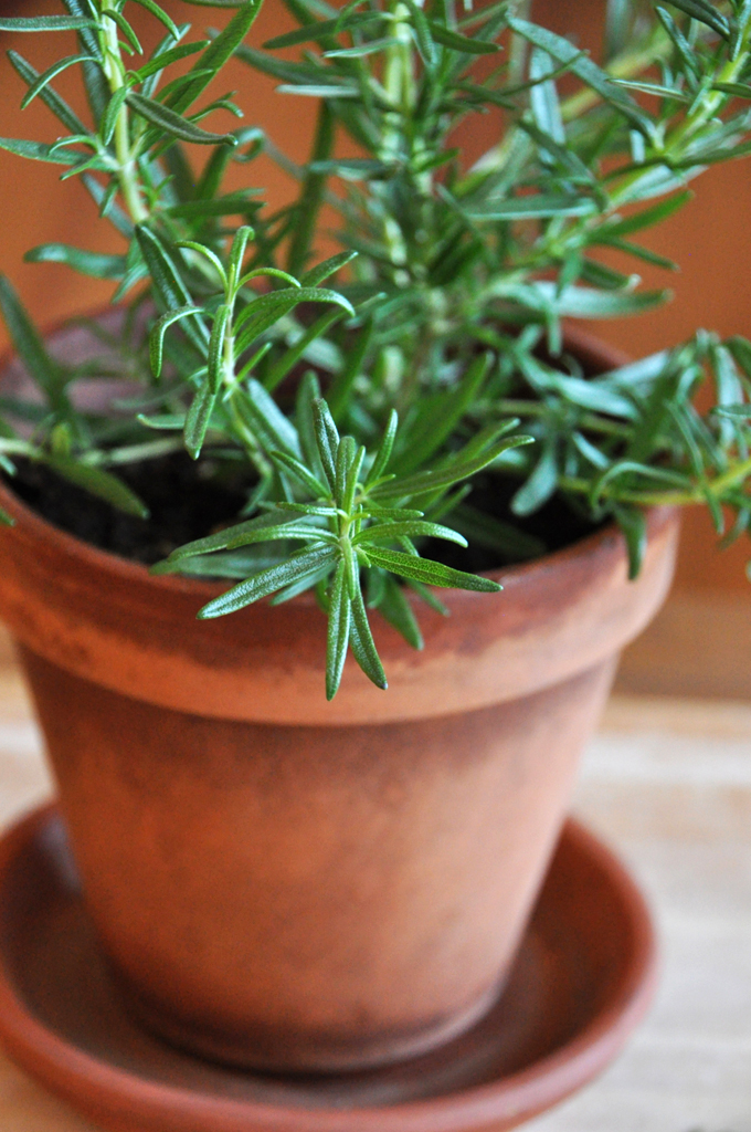 Rosemary Pot of fresh rosemary for making our Rosemary Garlic Fries recipe