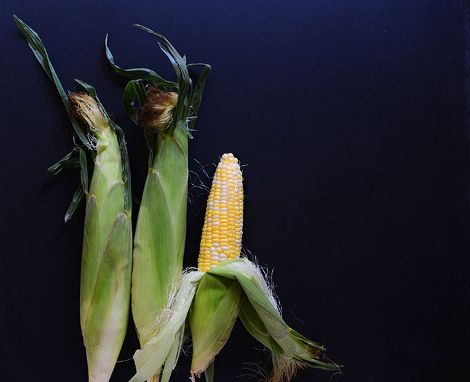 Fresh ears of corn for making our Summer Corn Dip recipe