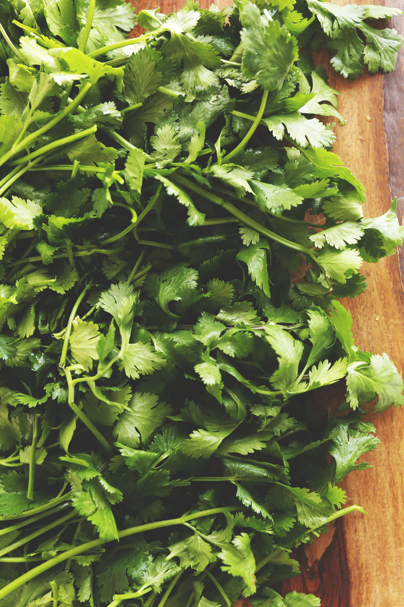 Bunch of freshly washed cilantro for making homemade spring rolls