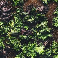 Baking sheet filled with a batch of kale chips for making healthy nachos