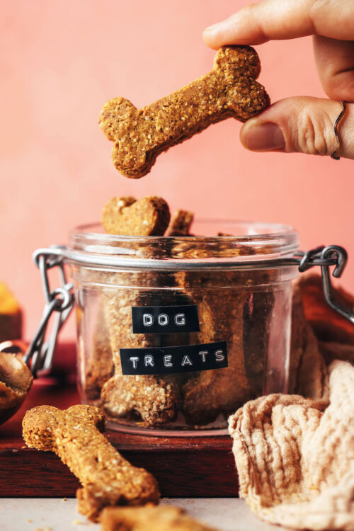 Holding a homemade dog treat over a jar with more treats